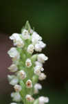 Downy rattlesnake plantain